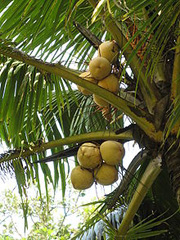 coconut tree survival food