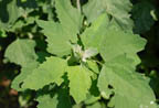 Lambs Quarter Edible Wild Plants