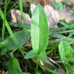 Sheeps Sorrel Edible Wild Plants