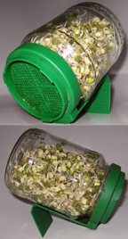 survival food sprouted beans