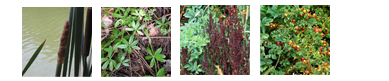 Wild Plants Edible wild plants